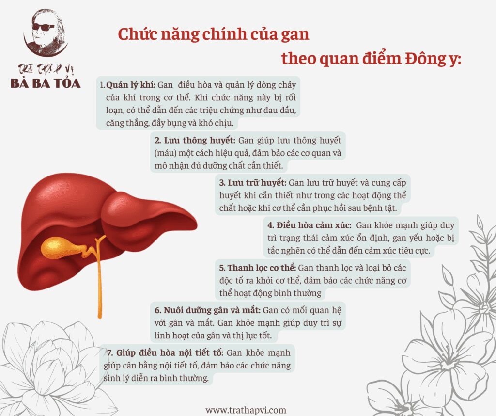 Chức năng gan theo đông y