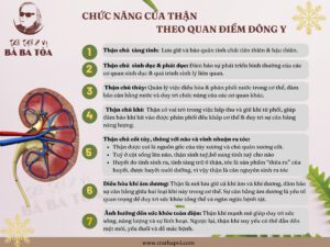 Chức năng thận theo quan điểm đông y